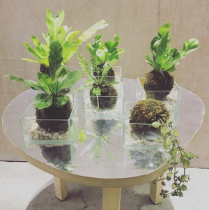 kokedama