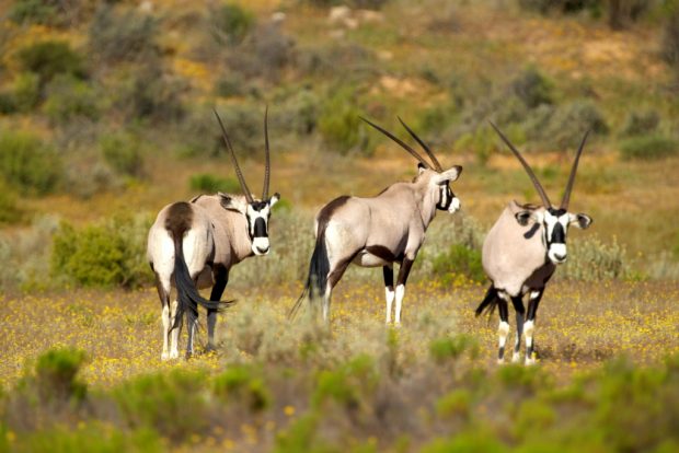 bk_wildlife_055_s