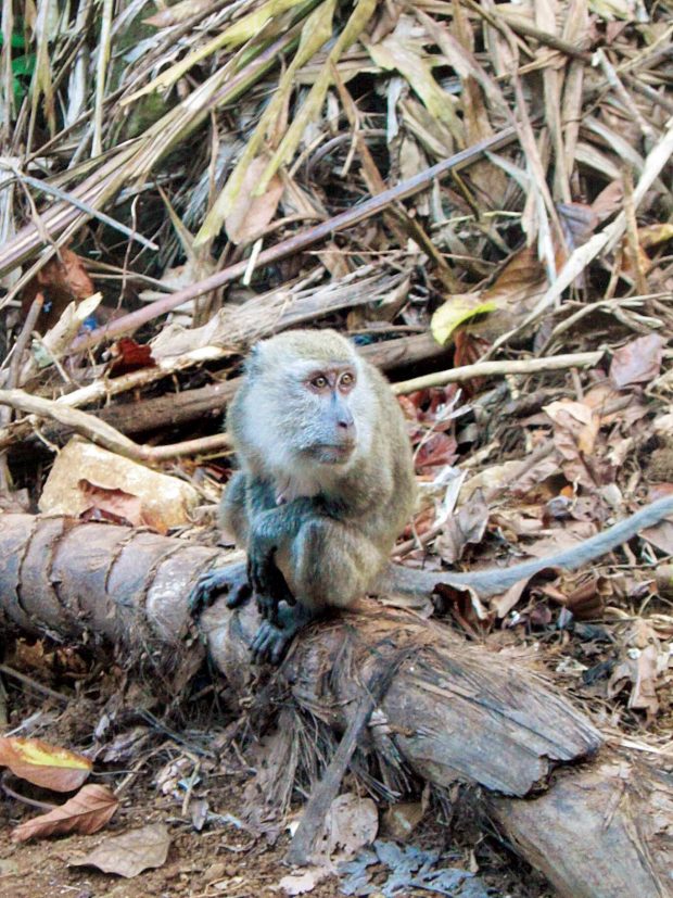 A "guardian" monkey expecting food from trekkers