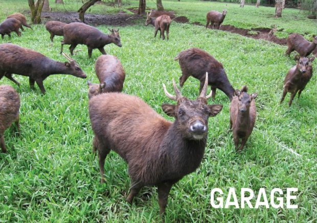 bukidnon-deer